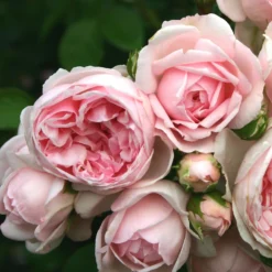 Rose Shrub Pink Mix 4.5L 15 Rose Shrub Pink Mix 4.5L -Elise Bloom 14238156 1085058463663980