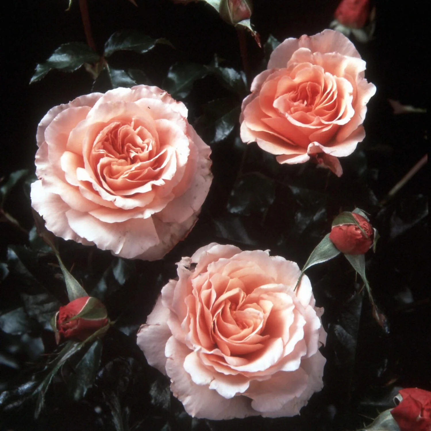 Rose Shrub Pink Mix 4.5L 4 Rose Shrub Pink Mix 4.5L - Image 2