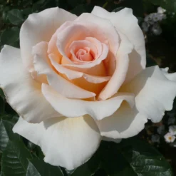 Rose Shrub Pink Mix 4.5L 14 Rose Shrub Pink Mix 4.5L -Elise Bloom 14238156 4315058463620135