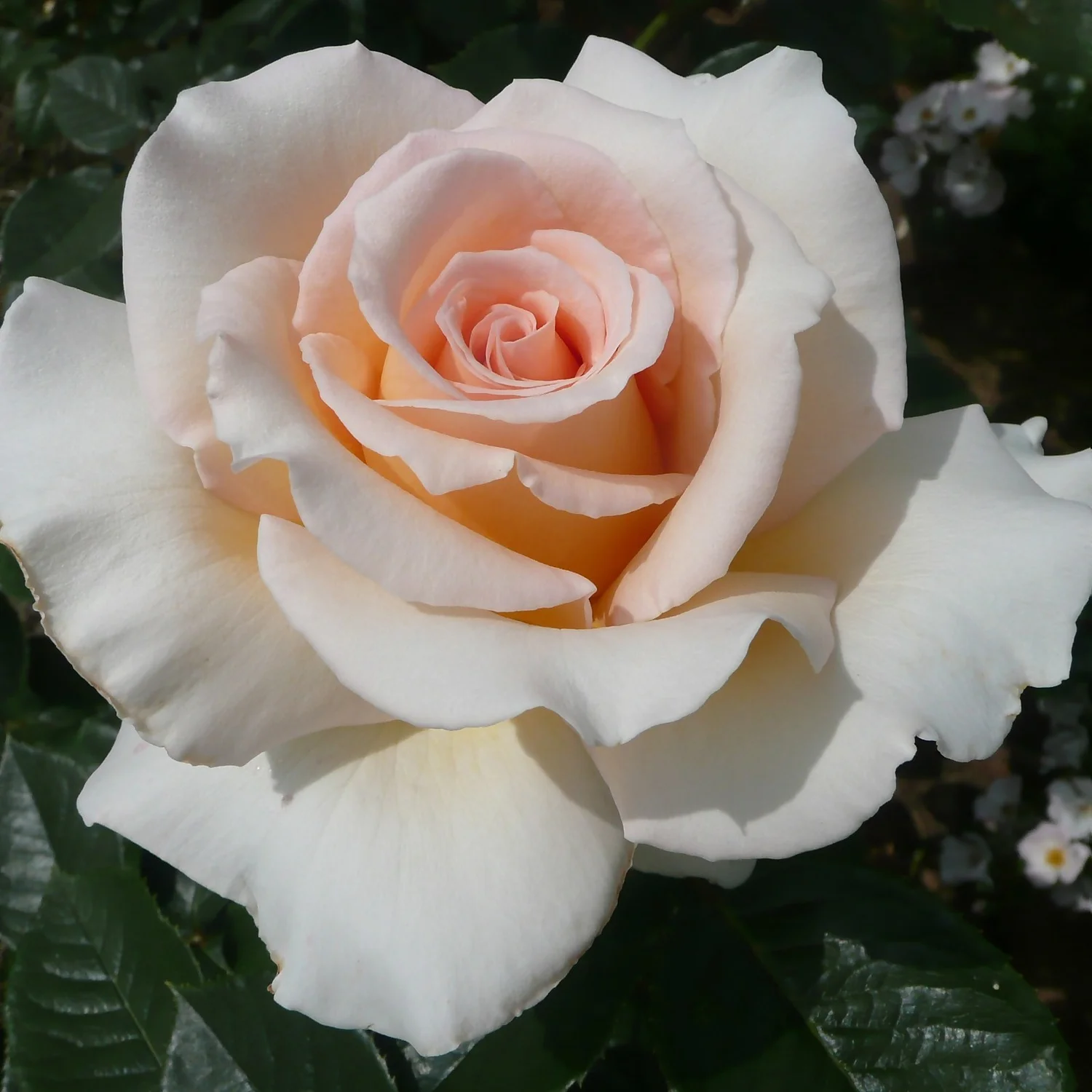 Rose Shrub Pink Mix 4.5L 7 Rose Shrub Pink Mix 4.5L - Image 5