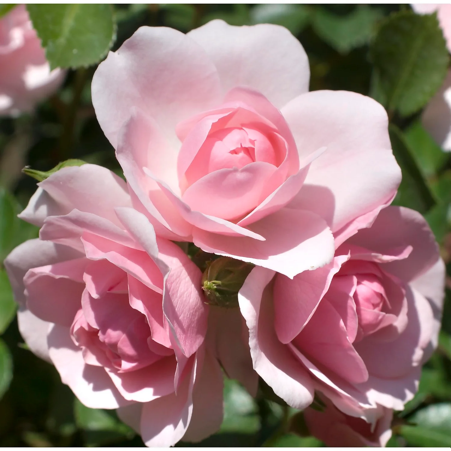 Rose Shrub Pink Mix 4.5L 6 Rose Shrub Pink Mix 4.5L - Image 4