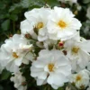 Rose Shrub White Mix 4.5L -Elise Bloom 14238157 1455058463183374