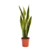 None Sansevieria Trifasciata Laurentii (Mother In Law's Tonque Or Snake Plant) In 19cm Pot -Elise Bloom 14241168 7025030707117662