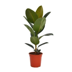 None Ficus Benjamina/elastica Mix 19cm 9 None Ficus Benjamina/elastica Mix 19cm -Elise Bloom 14241169 2575033581281918