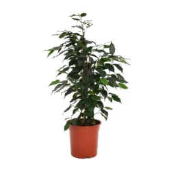 None Ficus Benjamina/elastica Mix 19cm 7 None Ficus Benjamina/elastica Mix 19cm -Elise Bloom 14241169 4725033581213014