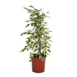 None Ficus Benjamina/elastica Mix 19cm 8 None Ficus Benjamina/elastica Mix 19cm -Elise Bloom 14241169 6025033581248414