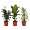 None Ficus Benjamina/elastica Mix 19cm 1 None Ficus Benjamina/elastica Mix 19cm -Elise Bloom 14241169 8775033581173861