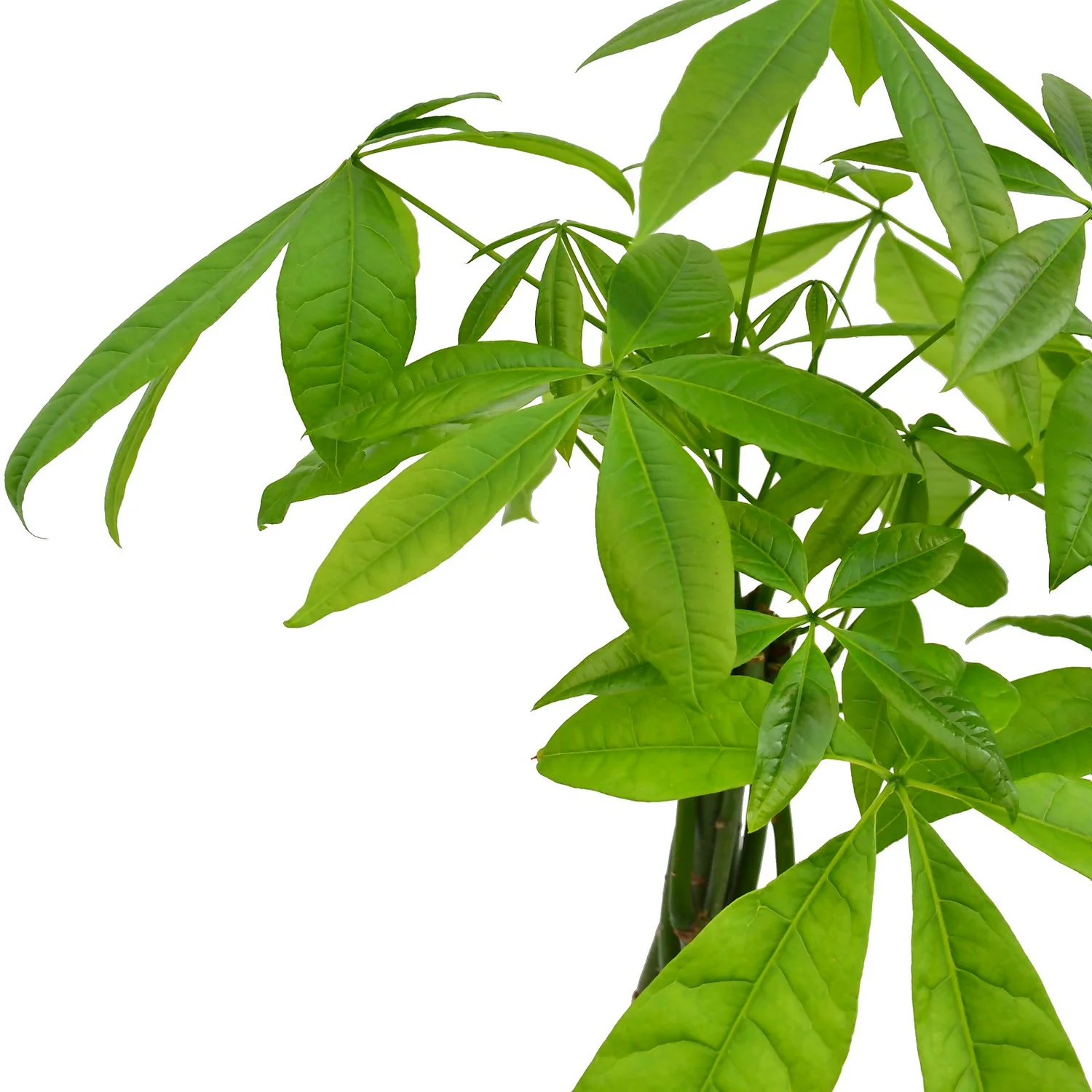 None Pachira Aquatica (Money Tree) - 17cm 4 None Pachira Aquatica (Money Tree) - 17cm - Image 2