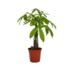 None Pachira Aquatica (Money Tree) - 17cm -Elise Bloom 14241170 5625032780138896