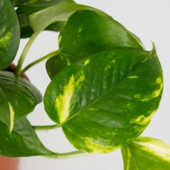 Scindapsus Trailing Mix - 13cm 11 Scindapsus Trailing Mix - 13cm -Elise Bloom 14242804 1455054818385040