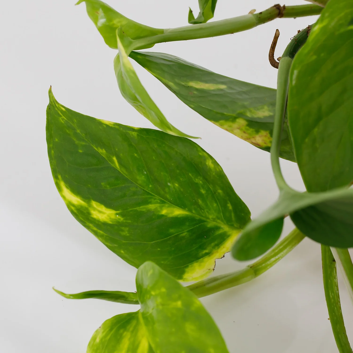 Scindapsus Trailing Mix - 13cm 6 Scindapsus Trailing Mix - 13cm - Image 4