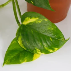 Scindapsus Trailing Mix - 13cm 9 Scindapsus Trailing Mix - 13cm -Elise Bloom 14242804 6145054818308228