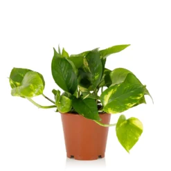 Scindapsus Trailing Mix - 13cm 8 Scindapsus Trailing Mix - 13cm -Elise Bloom 14242804 8445054818276446