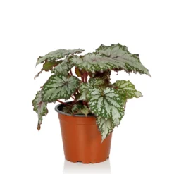 Begonia Beleaf - 13cm 11 Begonia Beleaf - 13cm -Elise Bloom 14265616 1115054817433557