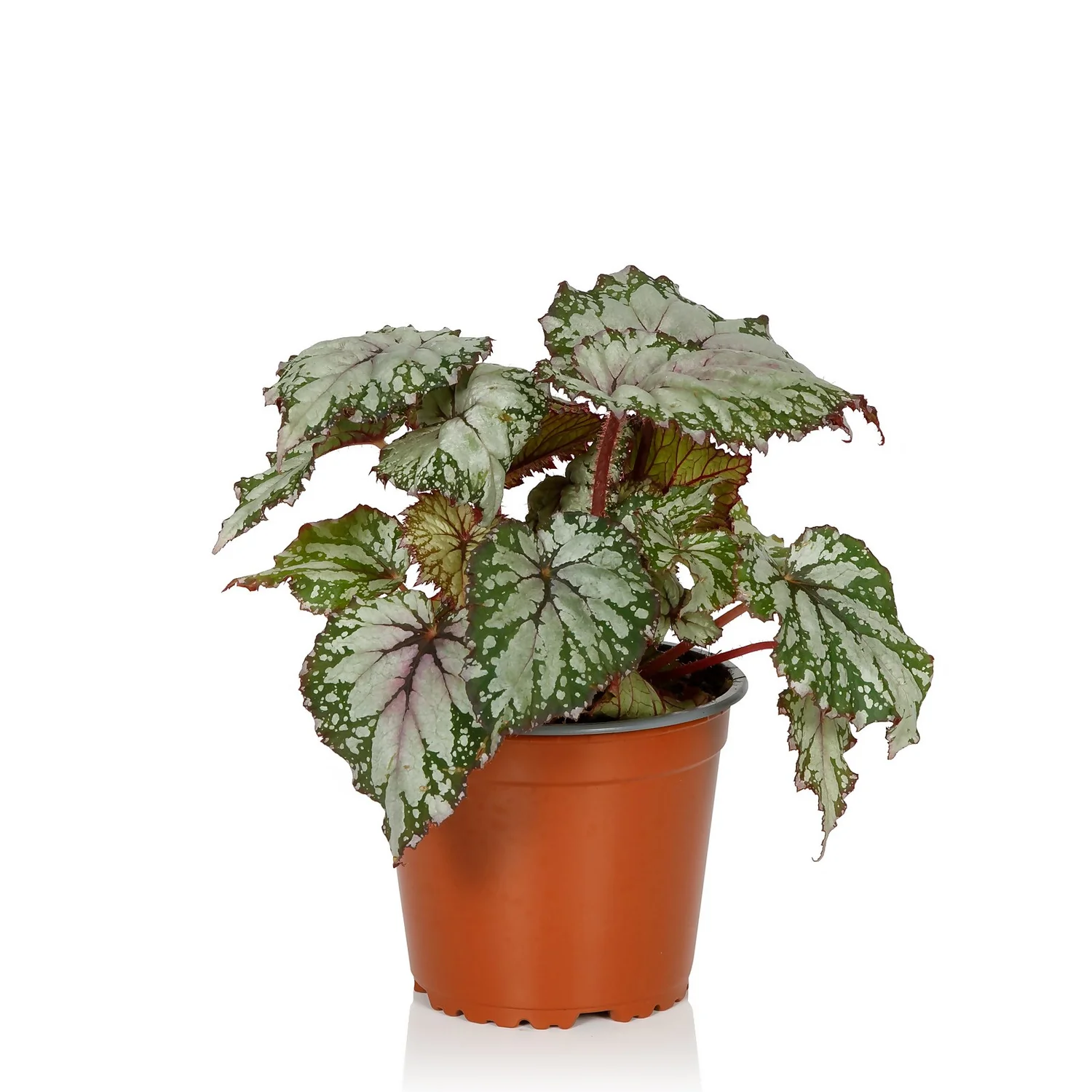 Begonia Beleaf - 13cm 6 Begonia Beleaf - 13cm - Image 4