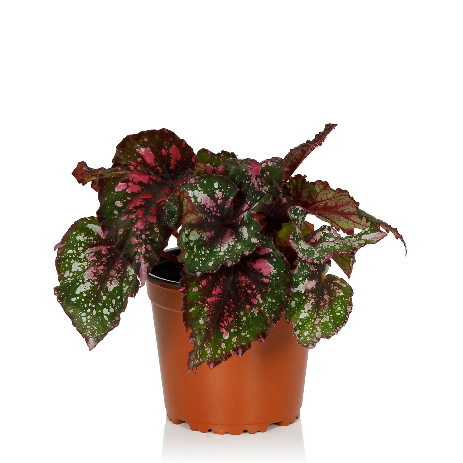 Begonia Beleaf - 13cm 4 Begonia Beleaf - 13cm - Image 2