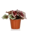 Begonia Beleaf - 13cm -Elise Bloom 14265616 5245054817270447