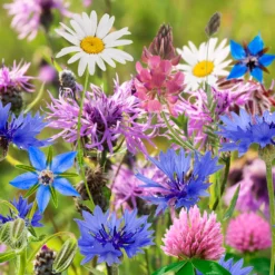 The Red Nose That Grows - The Butterfly 9 The Red Nose That Grows - The Butterfly -Elise Bloom 14266473 7995028117706023