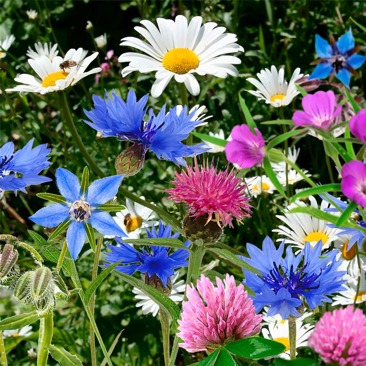 The Red Nose That Grows - The Bee 5 The Red Nose That Grows - The Bee - Image 3