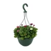 Spring Bellis Coloured Hanging Pot - 25cm 1 Spring Bellis Coloured Hanging Pot - 25cm -Elise Bloom 14300057 6685047258809555