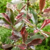 Photinia X Fraseri Pink Louise 10L Bush -Elise Bloom 14301871 1465034555024315