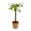 None Pachira Aquatica (Money Tree) Houseplant In Basket - 21cm 2 None Pachira Aquatica (Money Tree) Houseplant In Basket - 21cm -Elise Bloom 14495643 1355038759357098