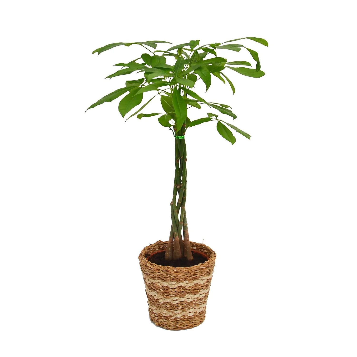 None Pachira Aquatica (Money Tree) Houseplant In Basket - 21cm 3 None Pachira Aquatica (Money Tree) Houseplant In Basket - 21cm