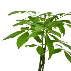 None Pachira Aquatica (Money Tree) Houseplant In Basket - 21cm 5 None Pachira Aquatica (Money Tree) Houseplant In Basket - 21cm -Elise Bloom 14495643 1745038759382508