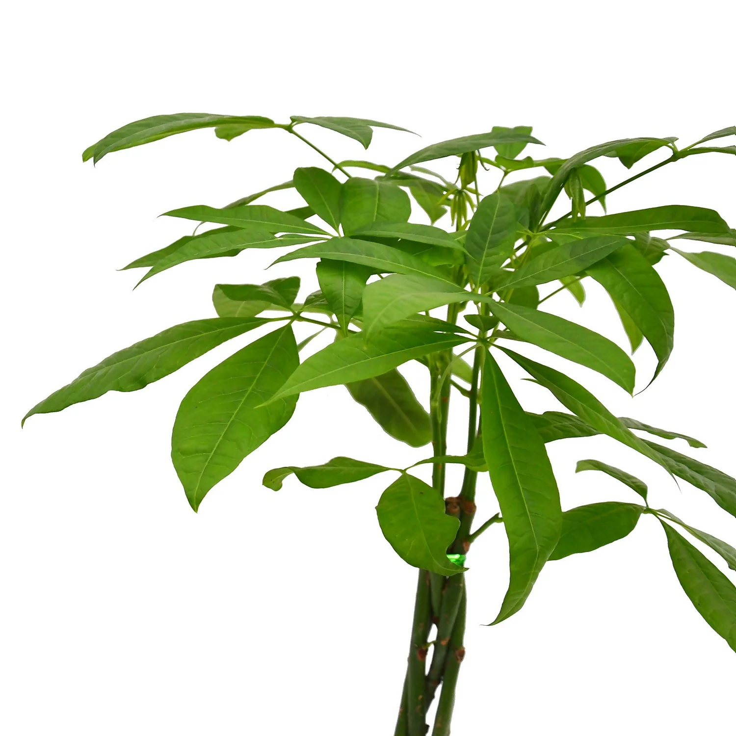 None Pachira Aquatica (Money Tree) Houseplant In Basket - 21cm 4 None Pachira Aquatica (Money Tree) Houseplant In Basket - 21cm - Image 2