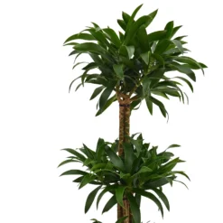 Song Of India (Pleomele) -Elise Bloom 14495646 9295038759151583