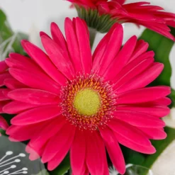 Gift Wrapped Gerbera - 12cm 9 Gift Wrapped Gerbera - 12cm -Elise Bloom 14567807 2035056339843842
