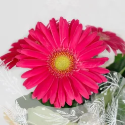 Gift Wrapped Gerbera - 12cm 8 Gift Wrapped Gerbera - 12cm -Elise Bloom 14567807 6005056339800123