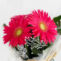 Gift Wrapped Gerbera - 12cm 10 Gift Wrapped Gerbera - 12cm -Elise Bloom 14567807 8365056339892382