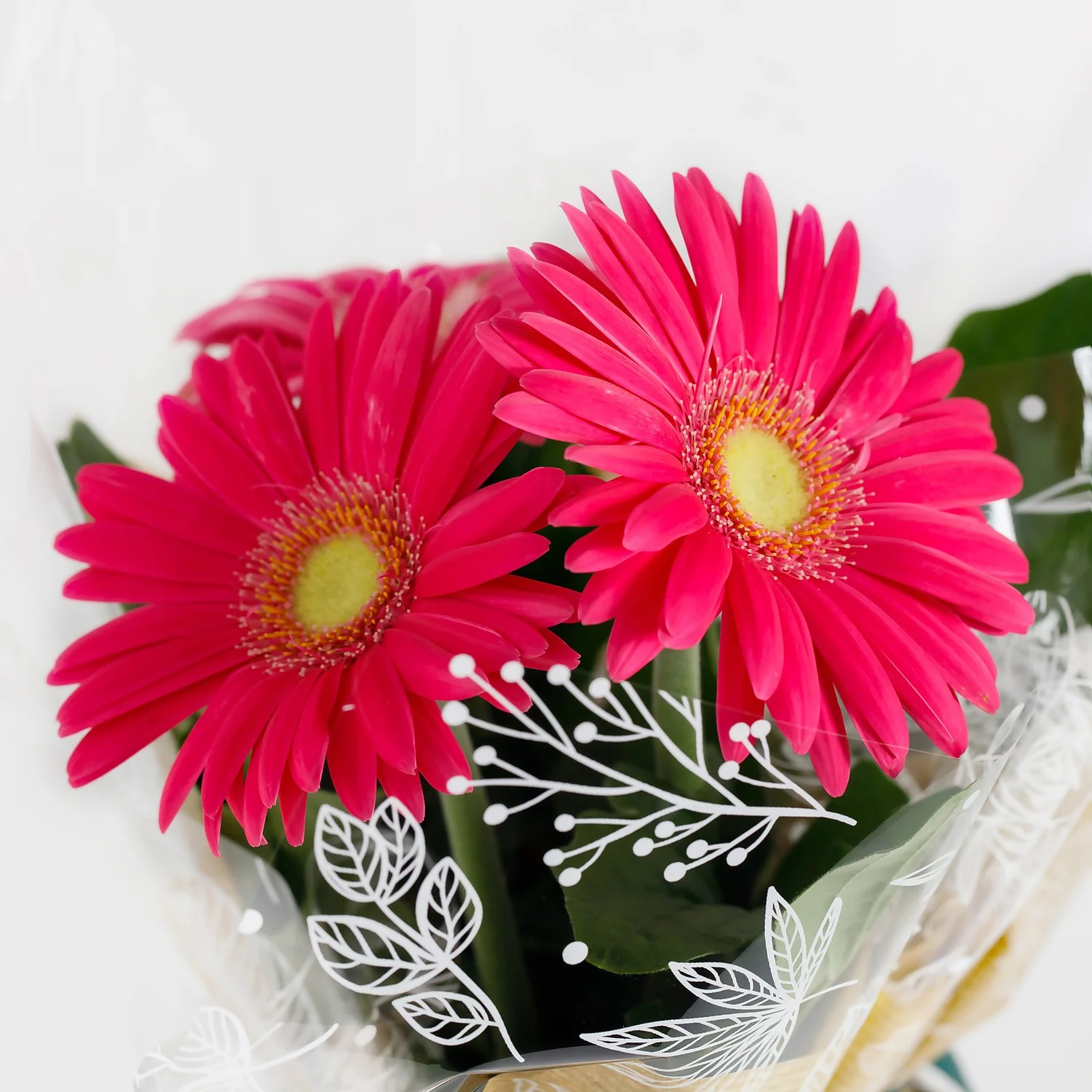 Gift Wrapped Gerbera - 12cm 6 Gift Wrapped Gerbera - 12cm - Image 4