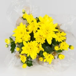 Gift Wrapped Chrysanthemum - 12cm -Elise Bloom 14567809 1145056339573587