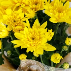 Gift Wrapped Chrysanthemum - 12cm -Elise Bloom 14567809 6745056339438101