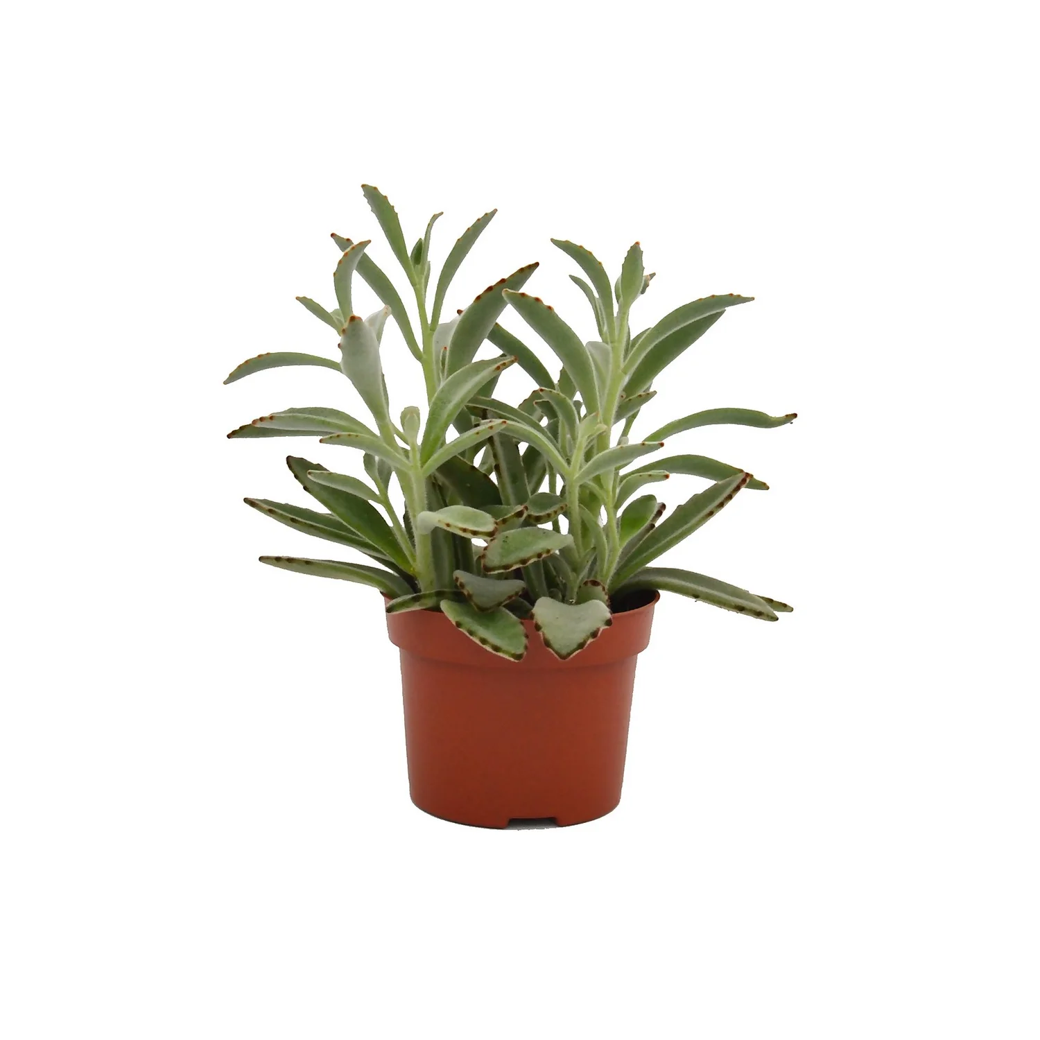 Kalanchoe Tomentosa (Panda Plant) In 12cm Pot 3 Kalanchoe Tomentosa (Panda Plant) In 12cm Pot