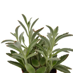 Kalanchoe Tomentosa (Panda Plant) In 12cm Pot 5 Kalanchoe Tomentosa (Panda Plant) In 12cm Pot -Elise Bloom 14586216 1275056586103096