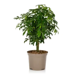 Schefflera - 17cm -Elise Bloom 14616660 1105054817798813