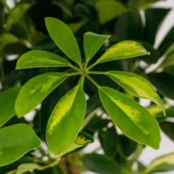 Schefflera - 17cm -Elise Bloom 14616660 1545054817728967