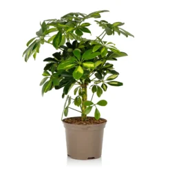 Schefflera - 17cm -Elise Bloom 14616660 1715054817693129