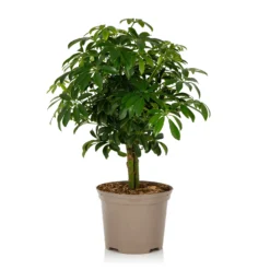 Schefflera - 17cm -Elise Bloom 14616660 1955054817829491