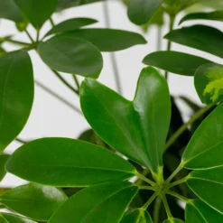 Schefflera - 17cm -Elise Bloom 14616660 4995054817764004