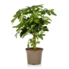 Schefflera - 17cm -Elise Bloom 14616660 7625054817620190
