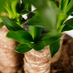 Yucca 21cm -Elise Bloom 14616662 1355054818279632