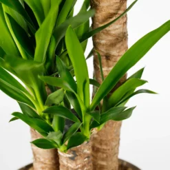 Yucca 21cm -Elise Bloom 14616662 1375054818312638