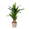 Yucca 21cm 2 Yucca 21cm -Elise Bloom 14616662 1585054818247775