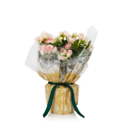 Gift Wrapped Begonia - 12cm -Elise Bloom 14703956 9285056339435674